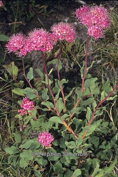 spiraea splendens 2 graphic